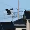 Birds fly  screen for extension Chrome web store in OffiDocs Chromium