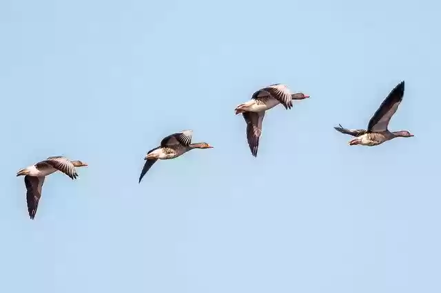 Libreng download Birds Flying Animal - libreng larawan o larawan na ie-edit gamit ang GIMP online image editor