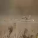 Birds flying over the water  screen for extension Chrome web store in OffiDocs Chromium