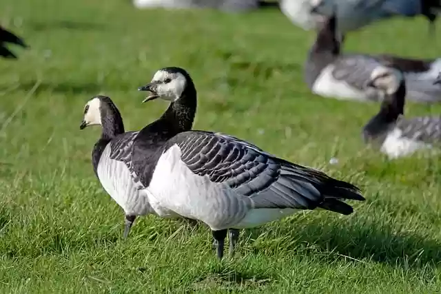 Free download birds geese water birds free picture to be edited with GIMP free online image editor