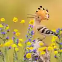 Birds have crests  screen for extension Chrome web store in OffiDocs Chromium