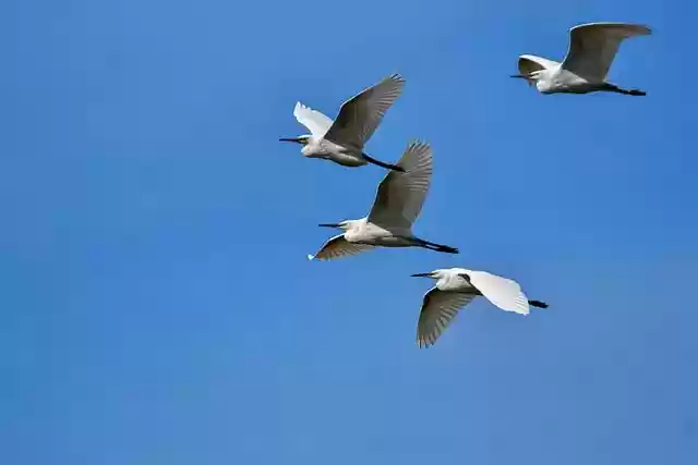 Free download birds herons egrets flying birds free picture to be edited with GIMP free online image editor