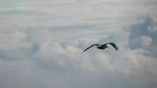 Free download Bird Sky Flight -  free photo or picture to be edited with GIMP online image editor