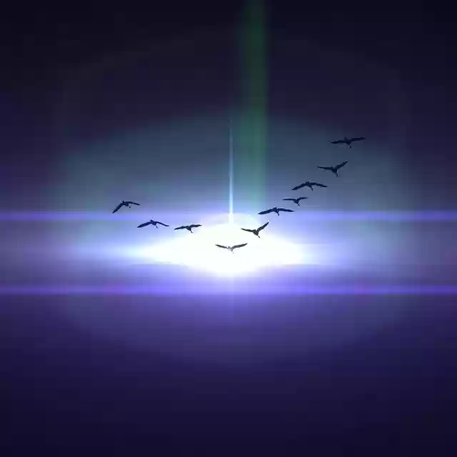 Free download Birds Light Explore -  free photo or picture to be edited with GIMP online image editor