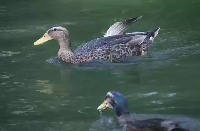 Free download birds mallards ducks lake free picture to be edited with GIMP free online image editor