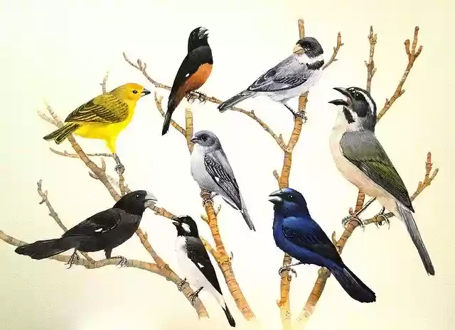 Free download Birds Nature -  free photo or picture to be edited with GIMP online image editor