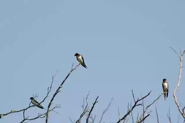 Free download Birds Nature Sky free photo template to be edited with GIMP online image editor