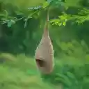 Birds nest hanging on a tree branch  screen for extension Chrome web store in OffiDocs Chromium