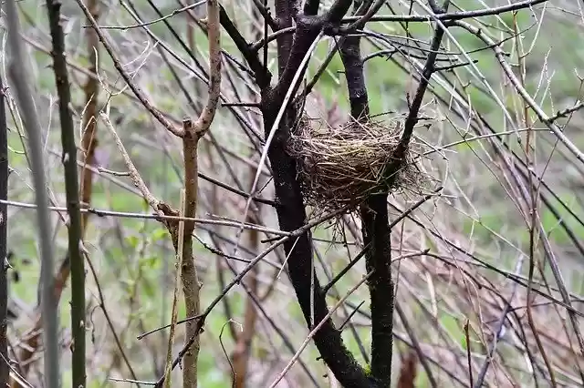 ດາວໂຫຼດຟຣີ BirdS Nest Shrubs - ຮູບພາບຫຼືຮູບພາບທີ່ບໍ່ເສຍຄ່າເພື່ອແກ້ໄຂດ້ວຍຕົວແກ້ໄຂຮູບພາບອອນໄລນ໌ GIMP