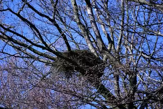 免费下载鸟巢树顶春天 - 使用 GIMP 在线图像编辑器编辑的免费照片或图片