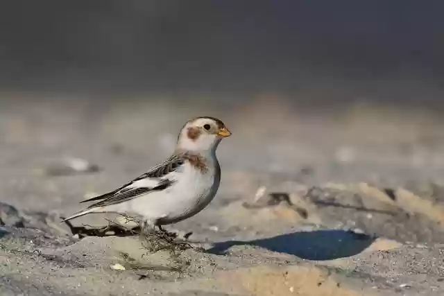 Free download bird snow bunting songbird free picture to be edited with GIMP free online image editor