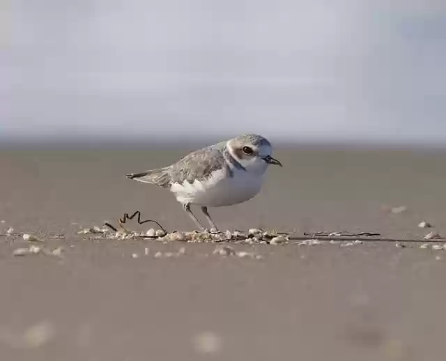Free download bird snowy plover plover shorebird free picture to be edited with GIMP free online image editor