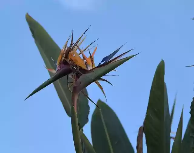 Free download Birds Of Paradise Flower Wild -  free photo or picture to be edited with GIMP online image editor