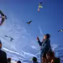 Birds of the sky  screen for extension Chrome web store in OffiDocs Chromium