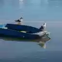 Birds on a Boat  screen for extension Chrome web store in OffiDocs Chromium