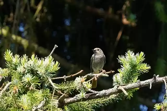 Free download bird songbird ornithology species free picture to be edited with GIMP free online image editor