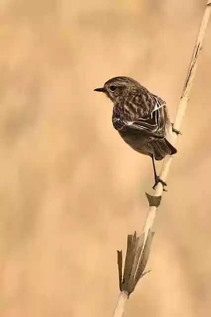 Free download bird song sparrow sparrow reed bird free picture to be edited with GIMP free online image editor