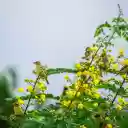 birds on the flower branch  screen for extension Chrome web store in OffiDocs Chromium