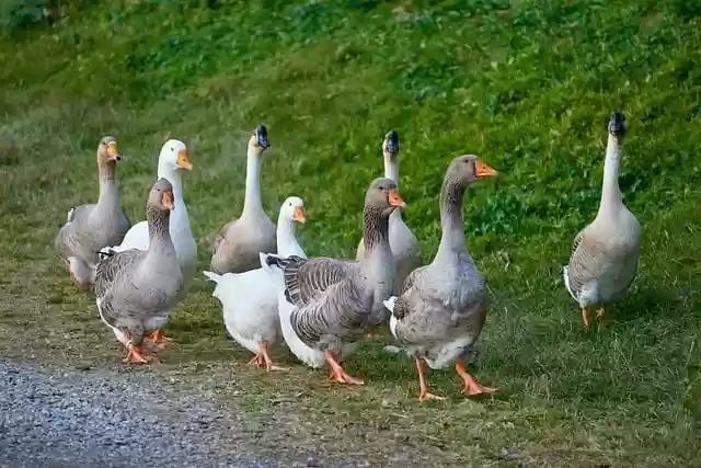 Free download birds ornithology goose species free picture to be edited with GIMP free online image editor