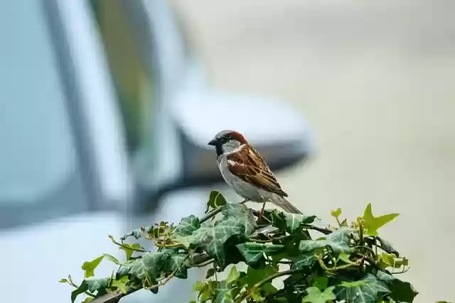 Free download bird sparrow animal wildlife free picture to be edited with GIMP free online image editor