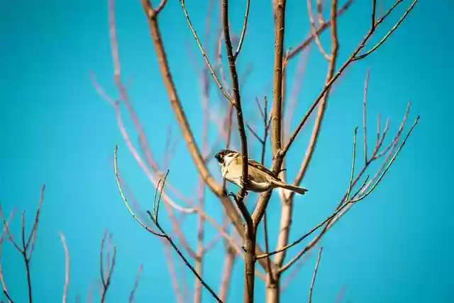 Free download bird sparrow ornithology species free picture to be edited with GIMP free online image editor