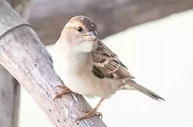 Free download bird sparrow ornithology winter free picture to be edited with GIMP free online image editor