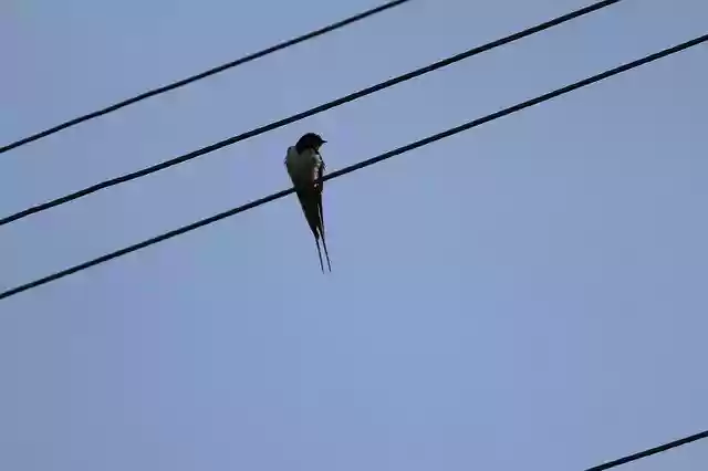 Free download Bird Sparrow Pigeon -  free photo or picture to be edited with GIMP online image editor