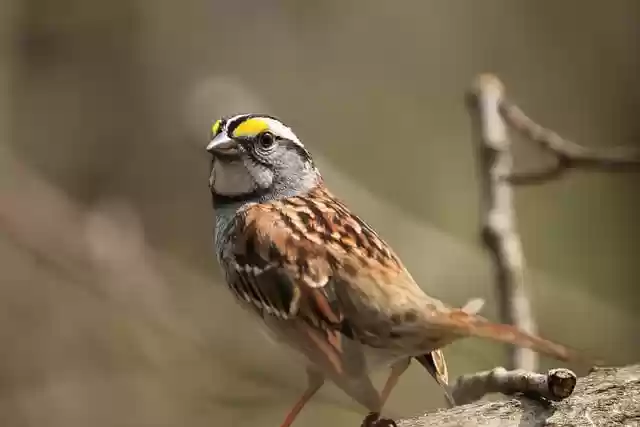 Free download bird sparrow songbird feathers free picture to be edited with GIMP free online image editor