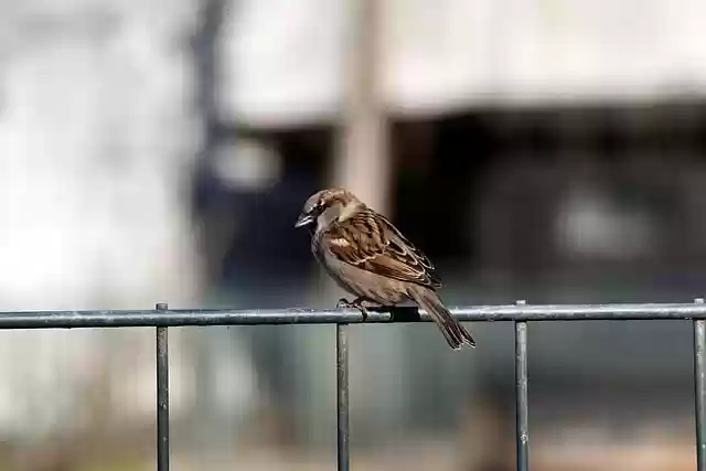 Free download bird sparrow sperling house sparrow free picture to be edited with GIMP free online image editor