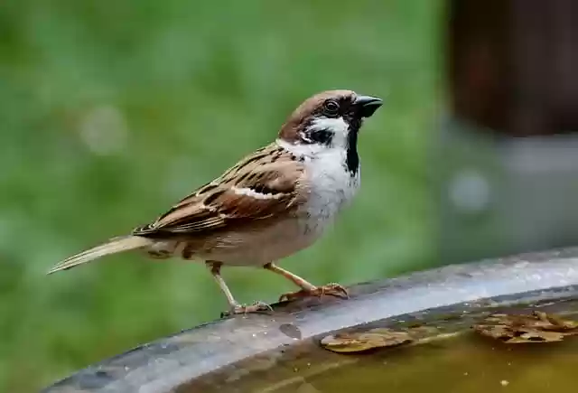 Free download bird sparrow sperling songbird free picture to be edited with GIMP free online image editor