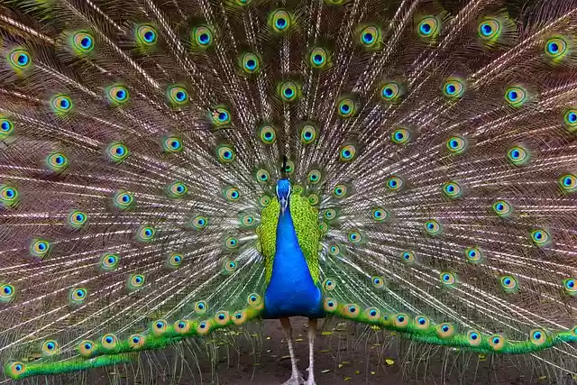 Free download birds peacock indian peacock wild free picture to be edited with GIMP free online image editor