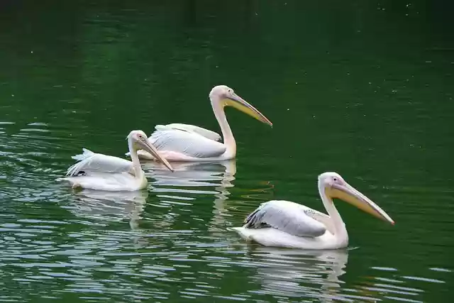 Free download birds pelicans pond water birds free picture to be edited with GIMP free online image editor