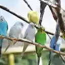 Birds perch  screen for extension Chrome web store in OffiDocs Chromium