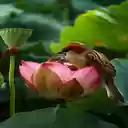 Birds perched on lotus flowers Wallpaper  screen for extension Chrome web store in OffiDocs Chromium