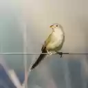 Birds perch on electric wires  screen for extension Chrome web store in OffiDocs Chromium