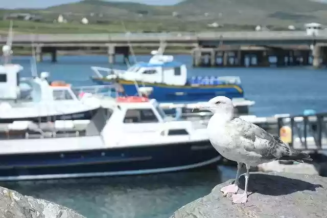 Free download Birds Port Sea -  free photo or picture to be edited with GIMP online image editor