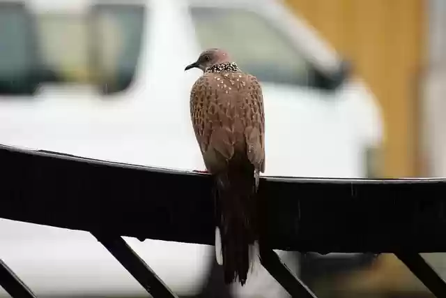 Free download bird spotted dove ornithology free picture to be edited with GIMP free online image editor