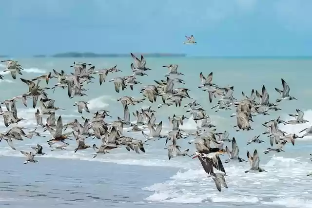 Free download birds sandpiper sea flying free picture to be edited with GIMP free online image editor
