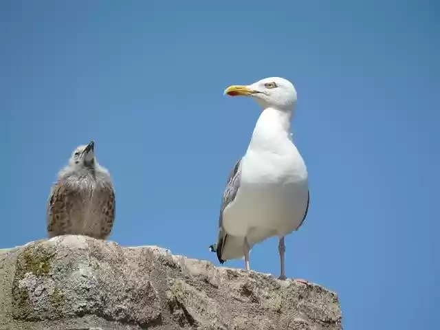 Free download Birds Seagulls Petit -  free photo or picture to be edited with GIMP online image editor