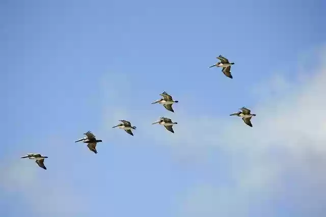 Free download Birds Sea Pelicans -  free photo or picture to be edited with GIMP online image editor