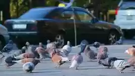 Free download Birds Street -  free video to be edited with OpenShot online video editor