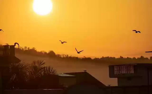Free download birds sunrise sunset sun light free picture to be edited with GIMP free online image editor