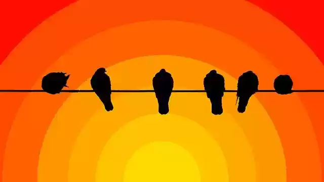 Free download Birds Sunset Sky -  free illustration to be edited with GIMP free online image editor