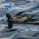 Birds swim underwater  screen for extension Chrome web store in OffiDocs Chromium