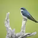 Bird standing on a wooden branch  screen for extension Chrome web store in OffiDocs Chromium