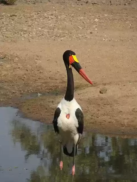 Free download Bird Stork Africa -  free photo or picture to be edited with GIMP online image editor
