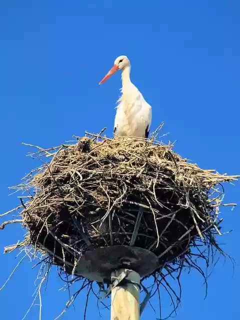 Free download Bird Stork Nest -  free photo or picture to be edited with GIMP online image editor