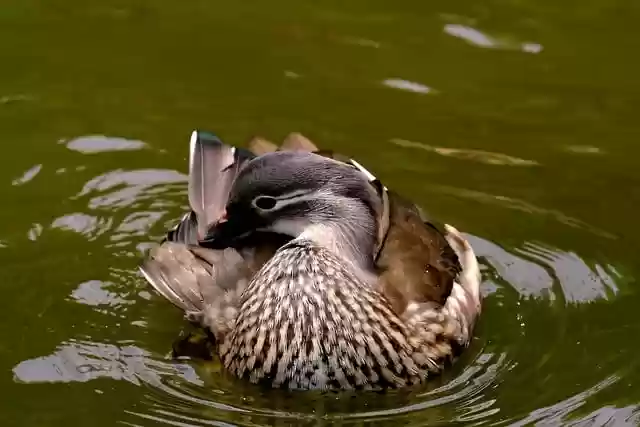 Free download bird sunda teal ornithology species free picture to be edited with GIMP free online image editor