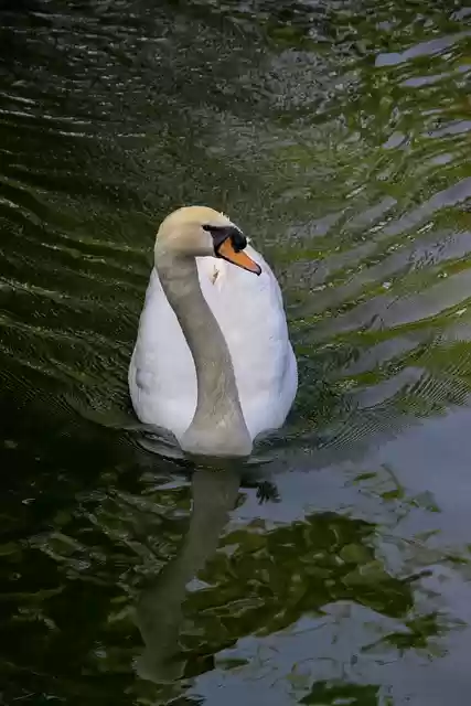 Free download bird swan ornithology species free picture to be edited with GIMP free online image editor