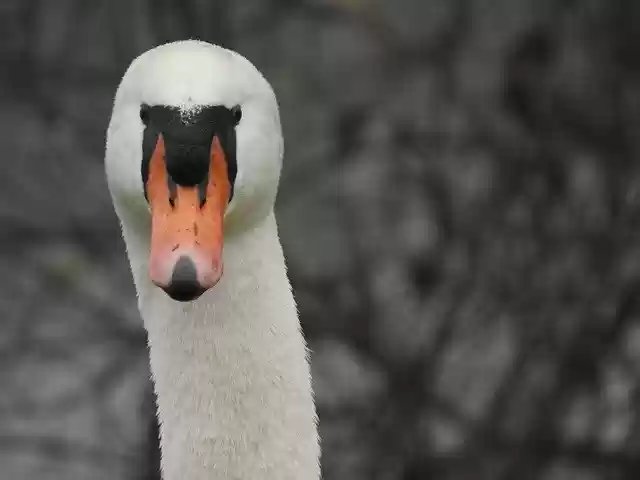 Free download Bird Swan Portrait -  free photo or picture to be edited with GIMP online image editor